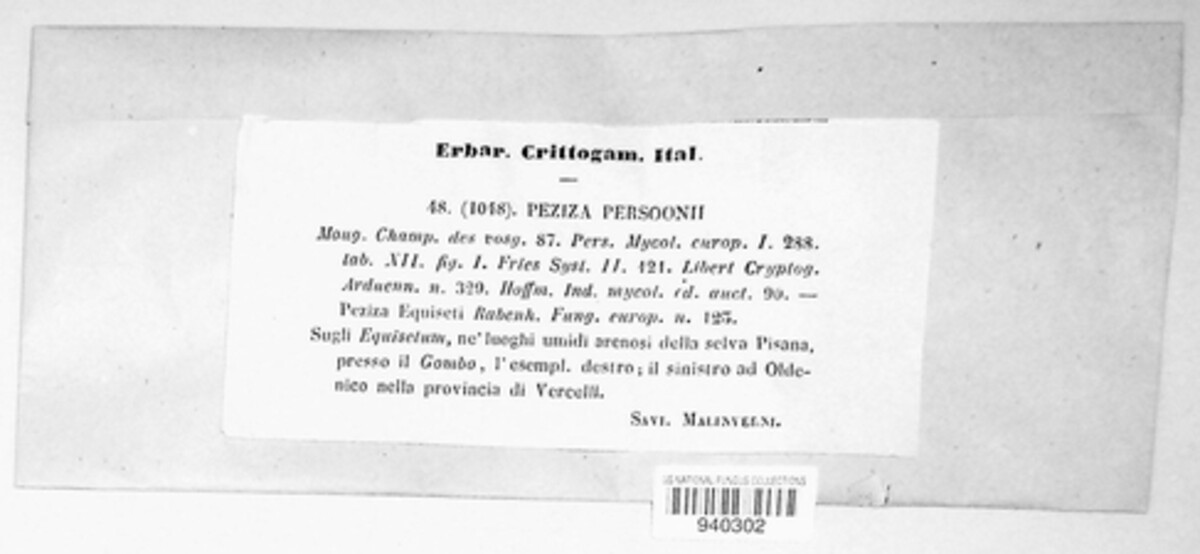 Stamnaria persoonii image